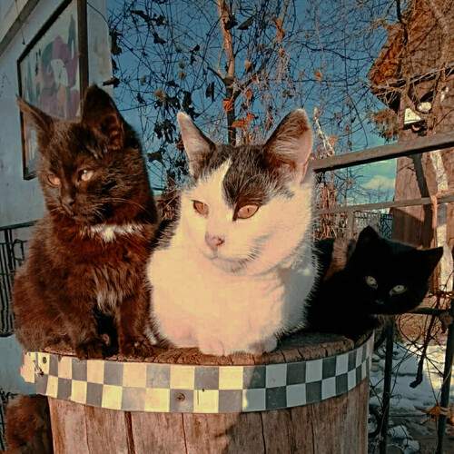 Photo #13438147