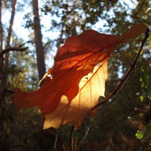 Photo #13438238