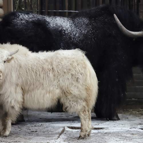 Елена Кириллова