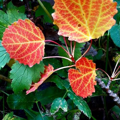 Photo #13438655