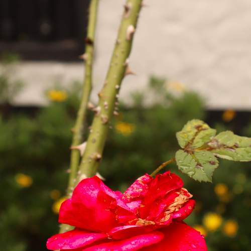 Photo #13439092