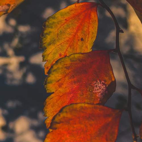 Photo #13439249
