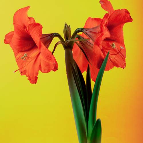Amaryllis hippeastrum. Dutch Bulbous flowers. Red. Lily. Rose. Genus of plants of the Amaryllidaceae family. Amaryllis paradise; perennial bulbous plants. For holiday cards.