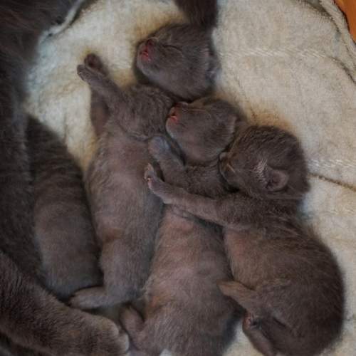 Photo #13440076