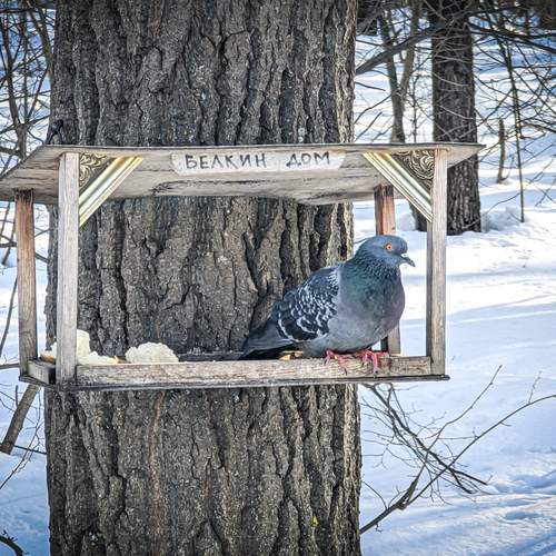 Photo #13440081
