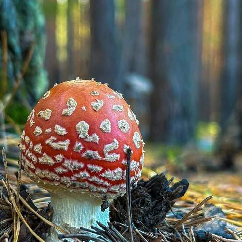 Мухомор в лесу