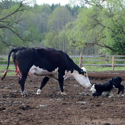 Photo #13440182