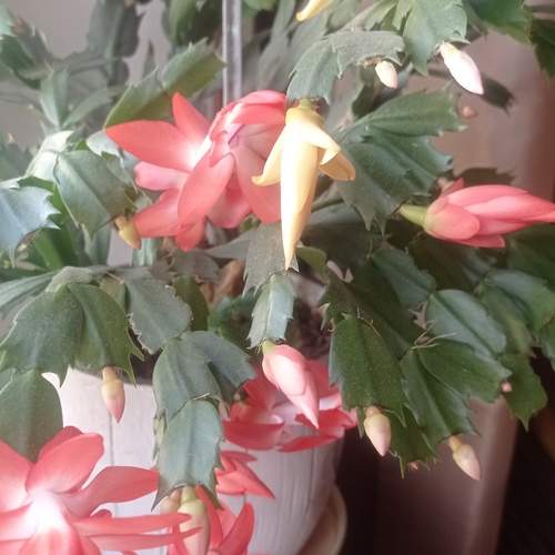 Photo #13440610