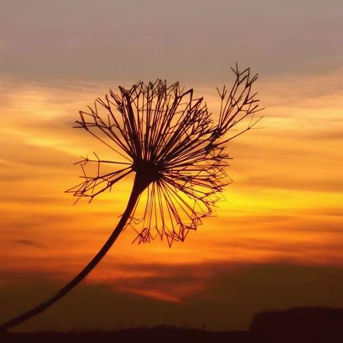 Photo #13441313