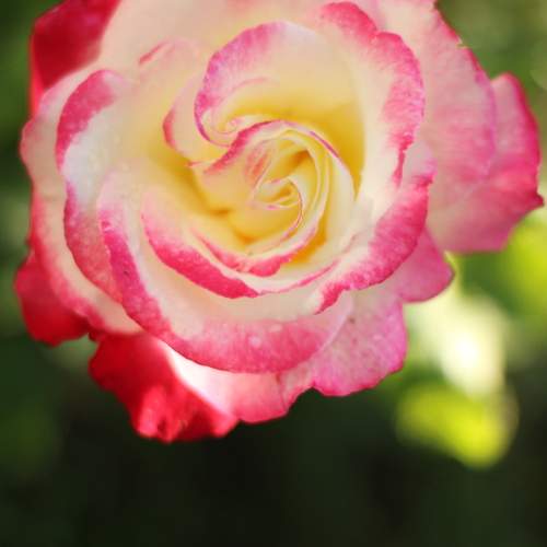 Photo #13441408