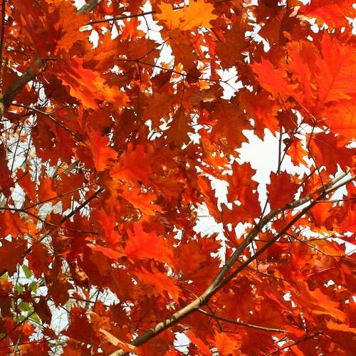 Photo #13442291