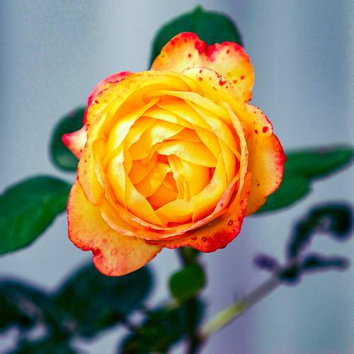 Photo #13442303