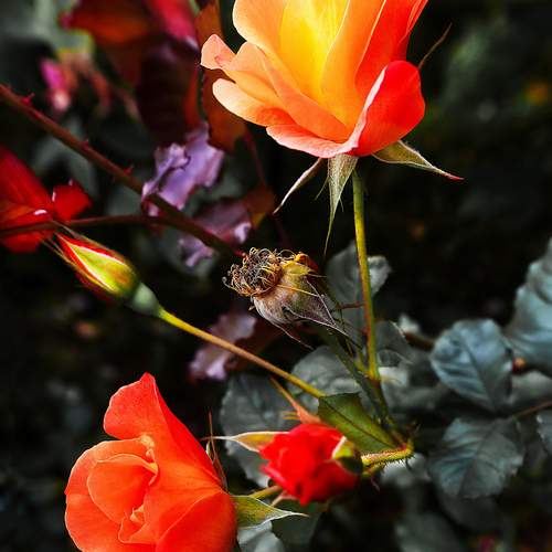 Photo #13442719
