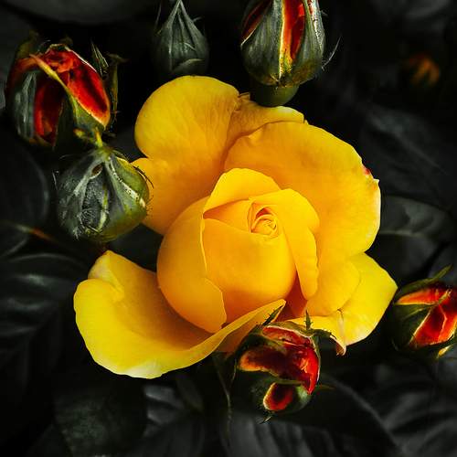 Photo #13442720