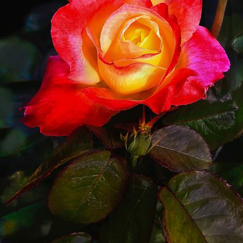 Photo #13442813