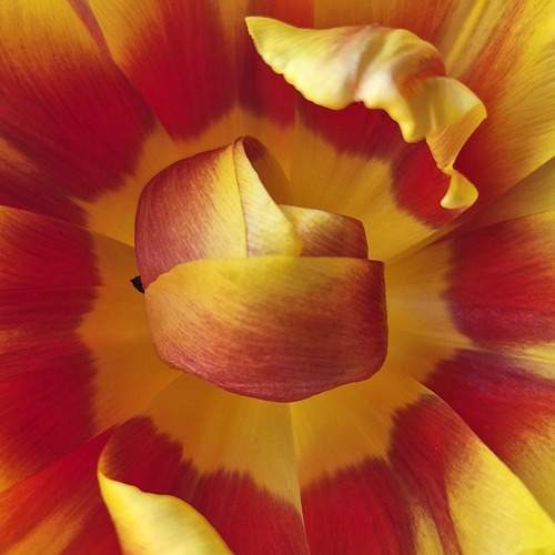Tulipe