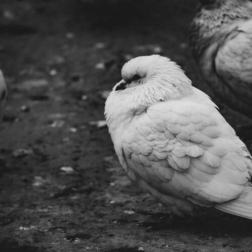Photo #13443001