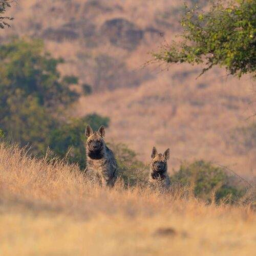 Small Cubs, Big Curiosity - Indian striped hyena