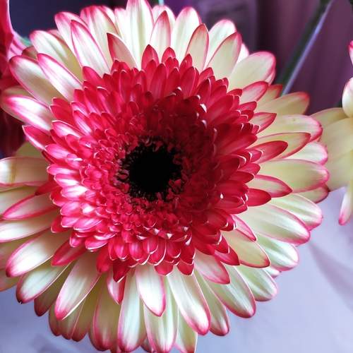 Photo #13443625