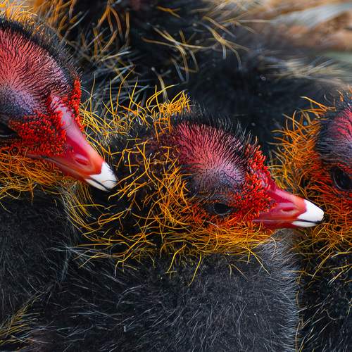 Photo #13444481