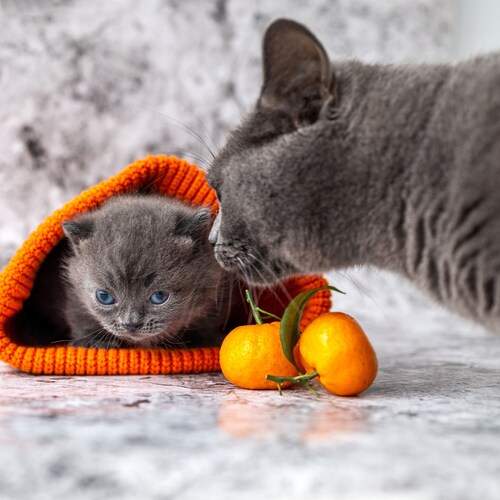 Photo #13444603