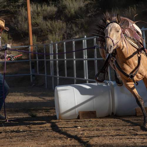 Masters of Equine Harmony