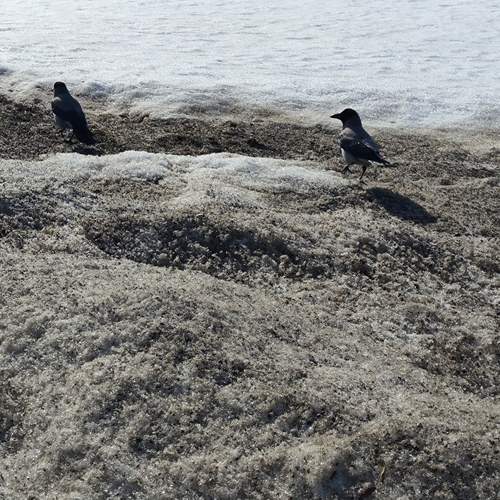 Photo #13445514