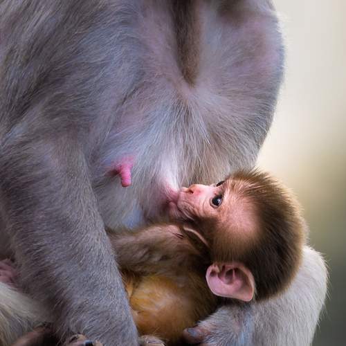 Bond of Life