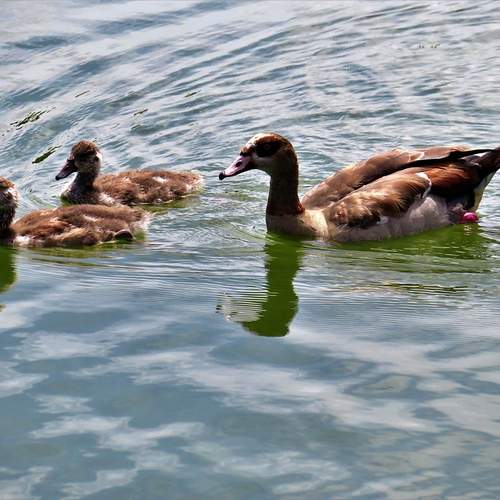 Mother duck and offspring