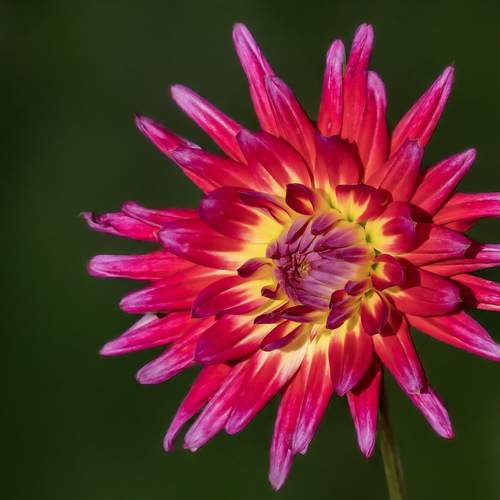 Фотография #13447450