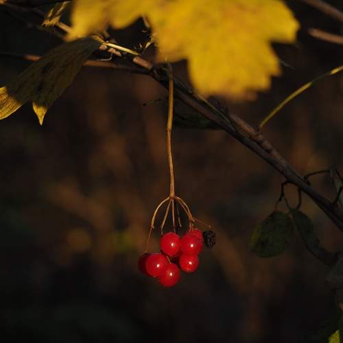 Photo #13447648