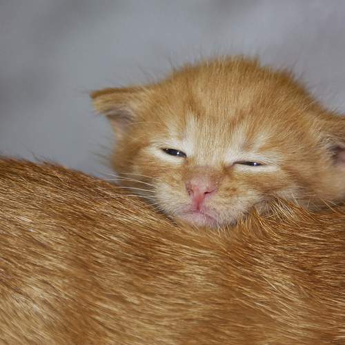Photo #13448141