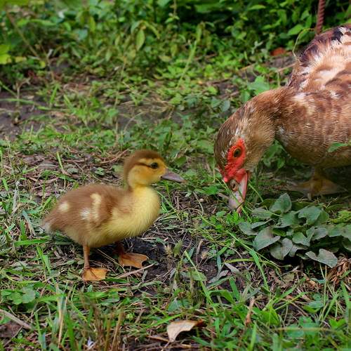 Photo #13448160