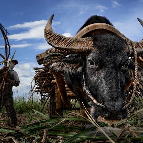 Тростниковый не сахар