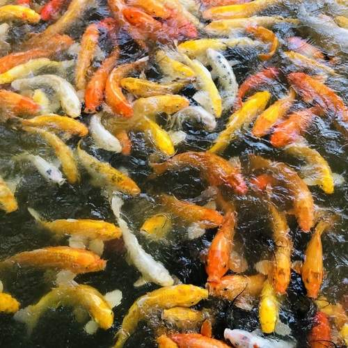 Photo #13448189