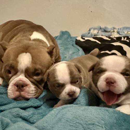 Photo #13448276