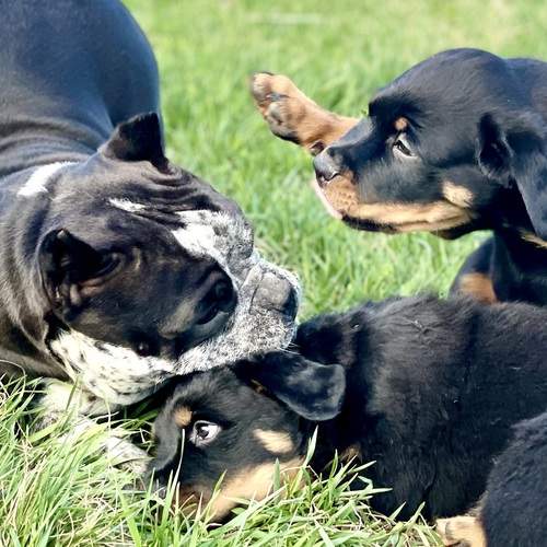 Photo #13448277