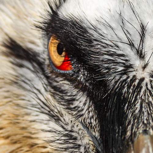 Photo #13448600