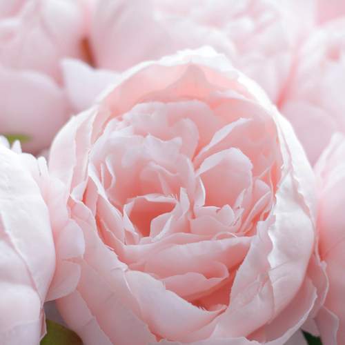 Photo #13448642