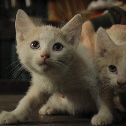 Photo #13449921
