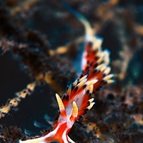 Photo #1345278