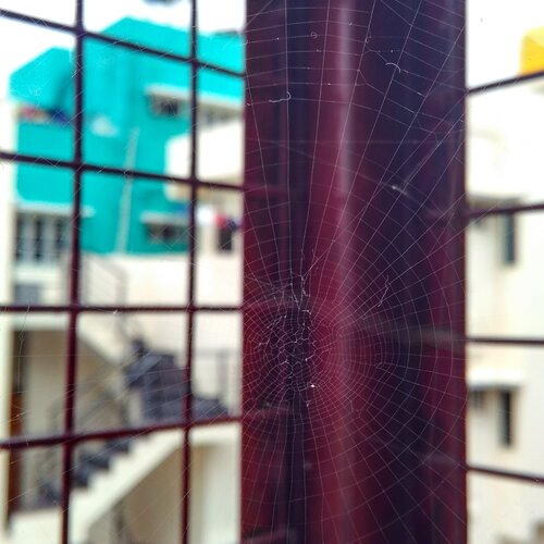 Spider web