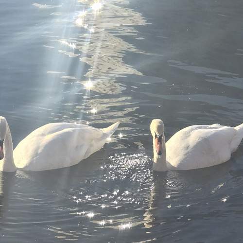 Photo #13450176