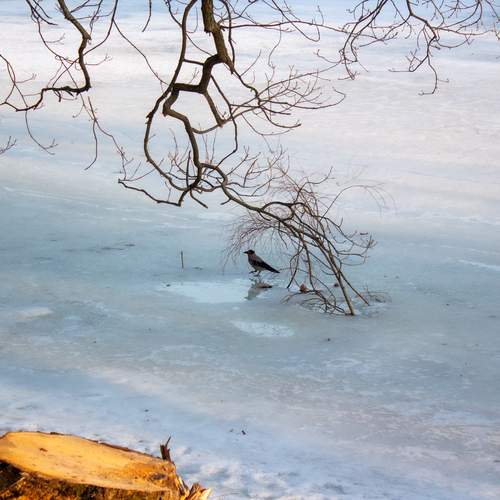 Photo #13450243