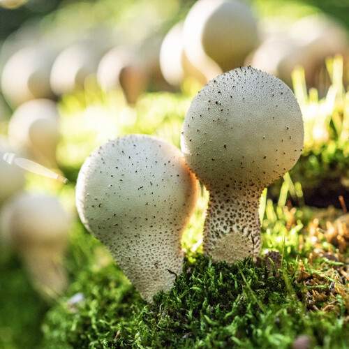 Photo #13450259