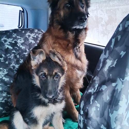 Photo #13451175