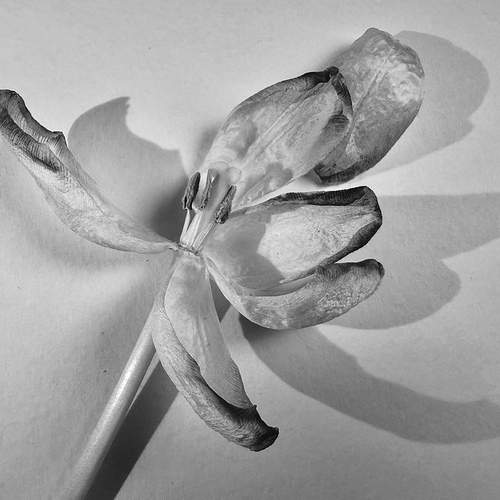 Photo #13451272