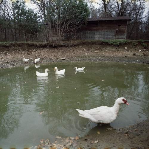 Photo #13452260