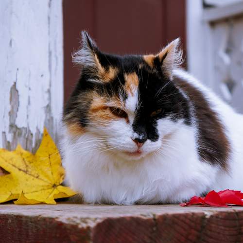 Photo #13452829