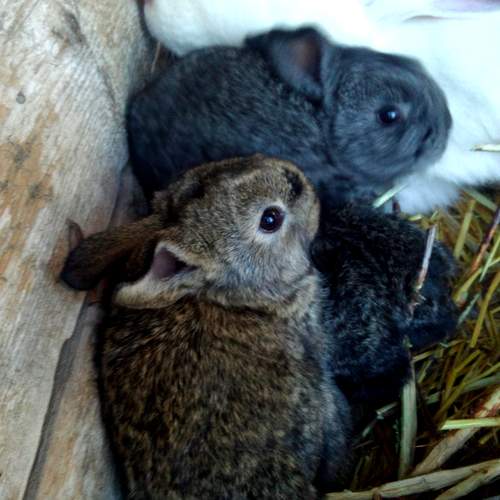 Photo #13453566